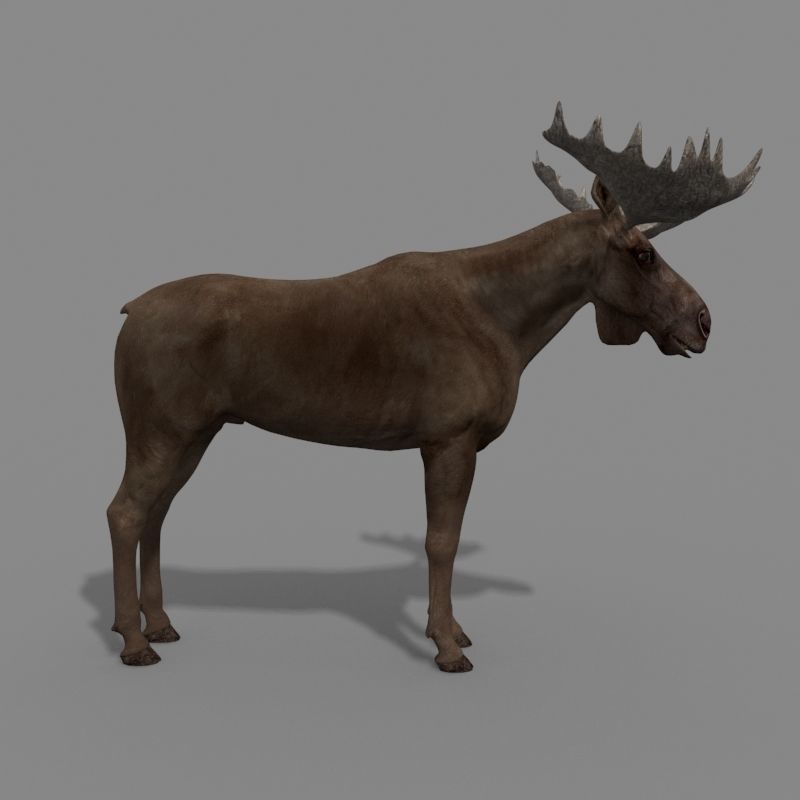 Virtual Moose 3d model 3D model_11