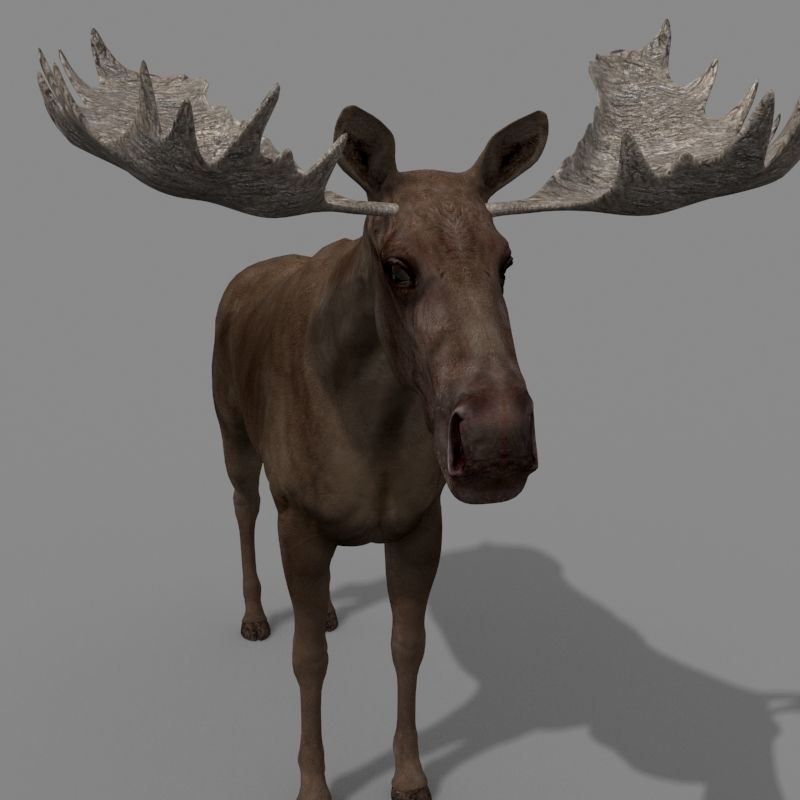 Virtual Moose 3d model 3D model_18