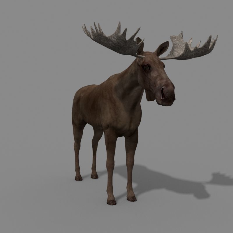 Virtual Moose 3d model 3D model_6