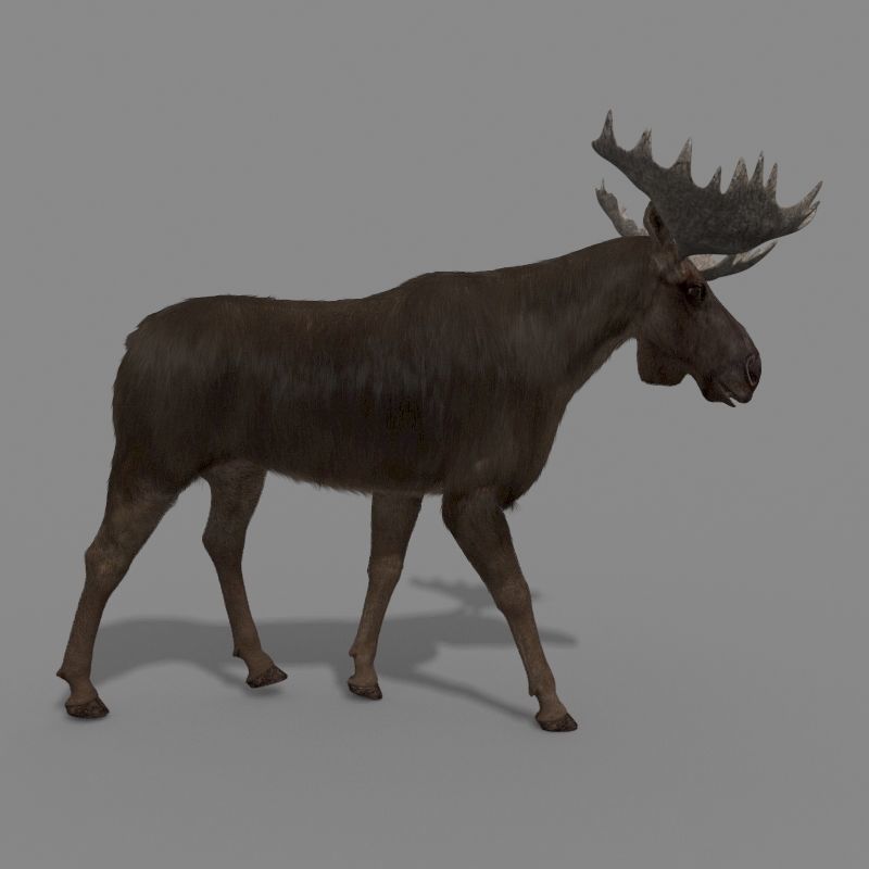 Virtual Moose 3d model 3D model_9