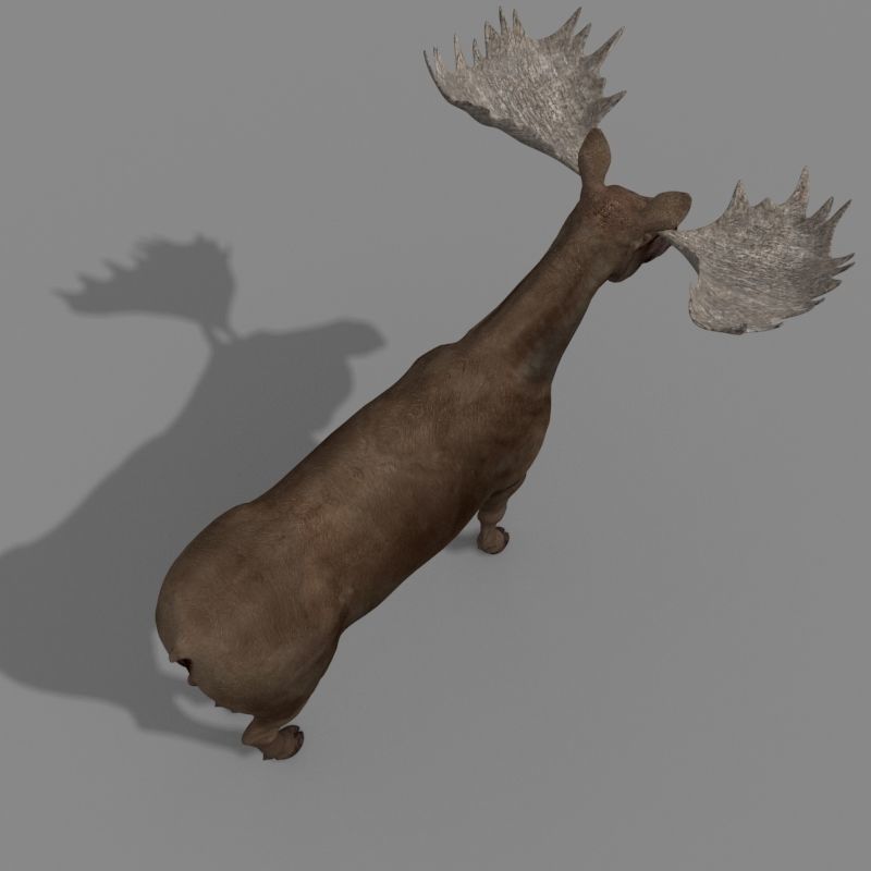 Virtual Moose 3d model 3D model_12