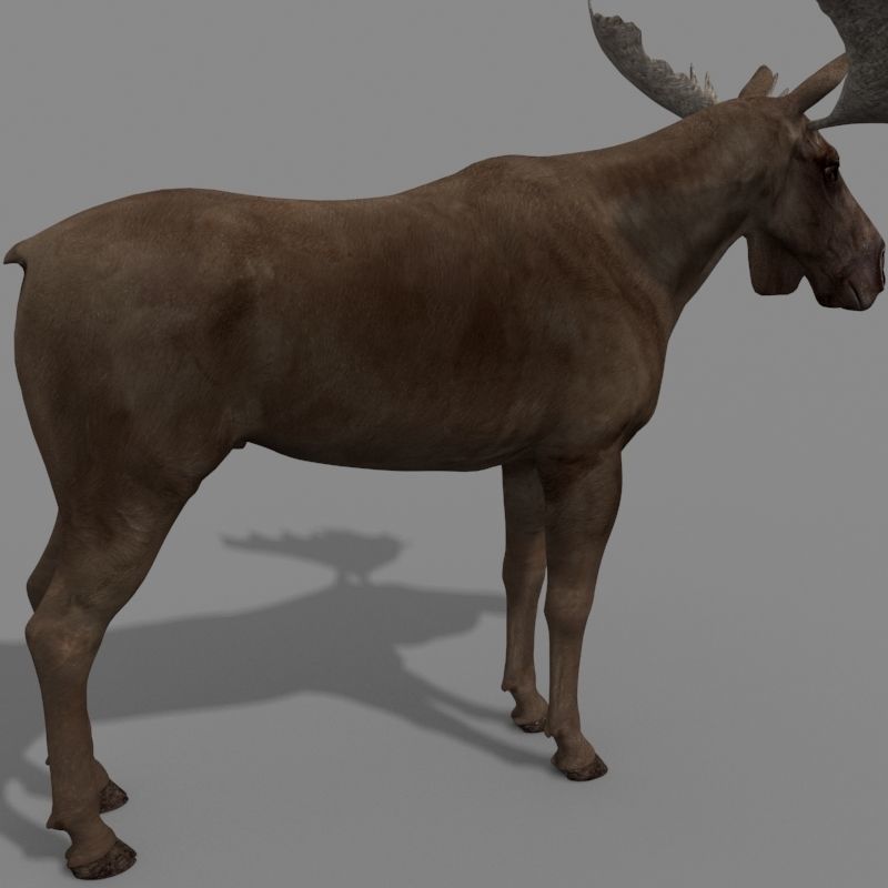 Virtual Moose 3d model 3D model_24