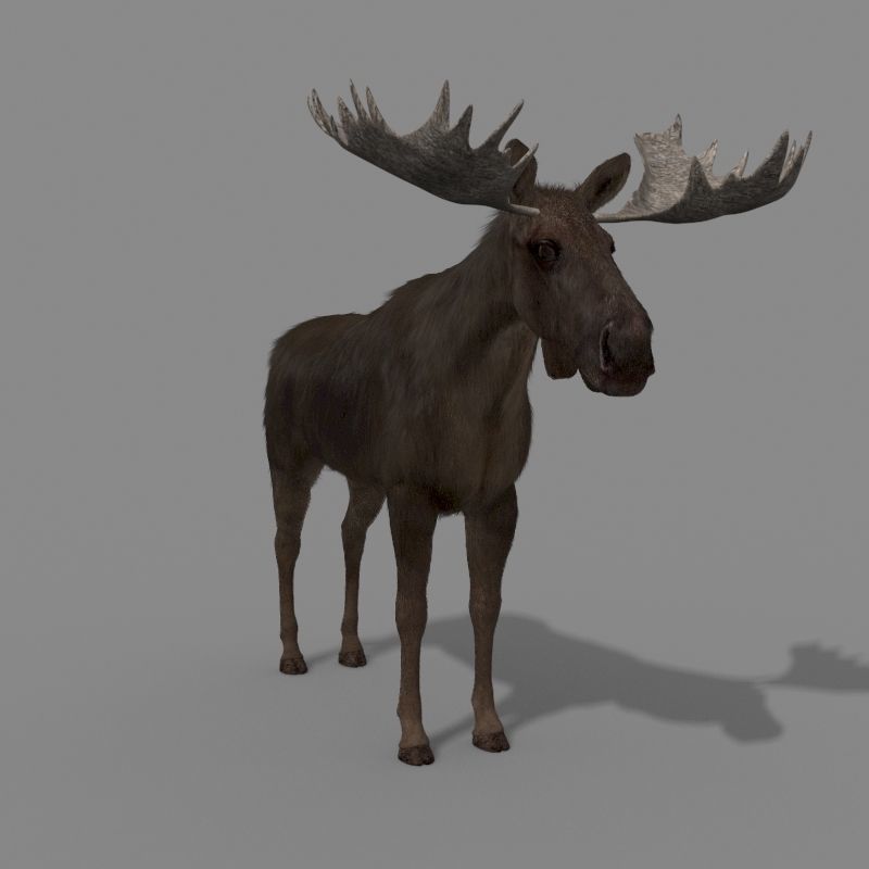 Virtual Moose 3d model 3D model_25