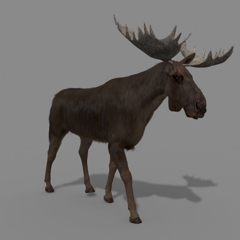Virtual Moose 3d model 3D model_8