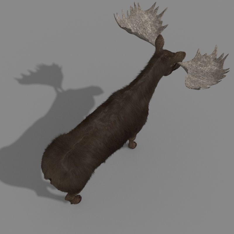 Virtual Moose 3d model 3D model_13
