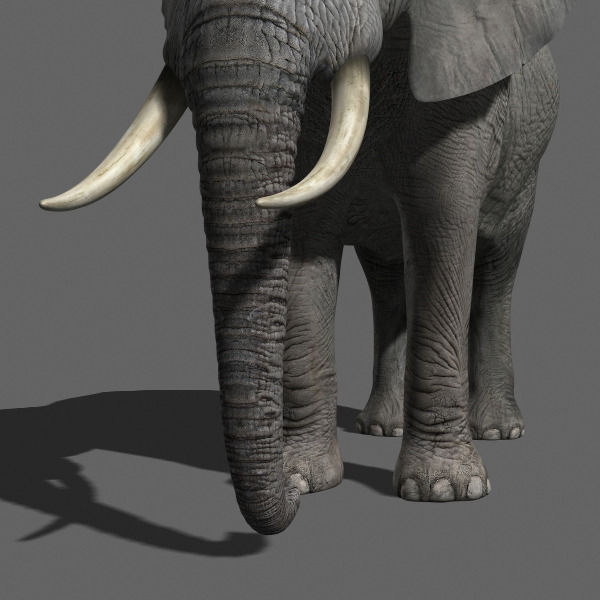 PRO Elephant 1 - 3d model 3D model_23