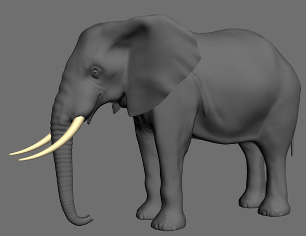 PRO Elephant 1 - 3d model 3D model_14