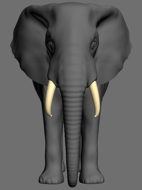 PRO Elephant 1 - 3d model 3D model_17