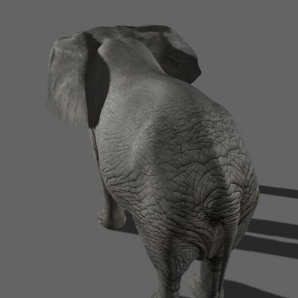 PRO Elephant 1 - 3d model 3D model_5
