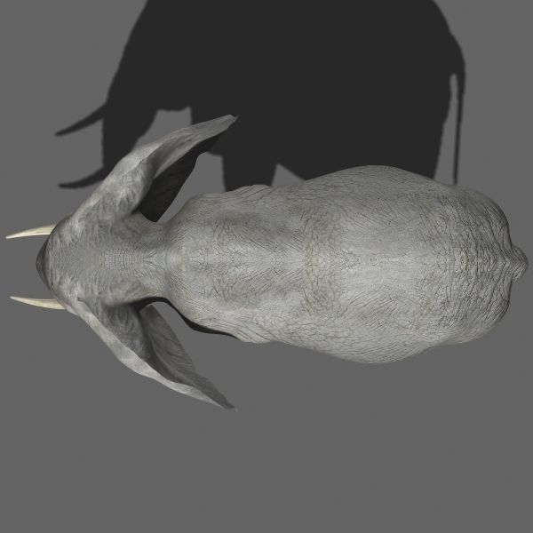PRO Elephant 1 - 3d model 3D model_6