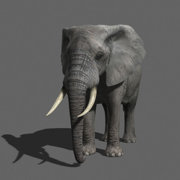 PRO Elephant 1 - 3d model 3D model_20