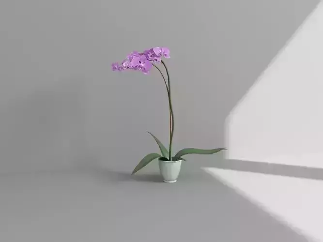 Vol2 Accessory0017 VR