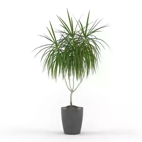Dracaena palm tree in pot