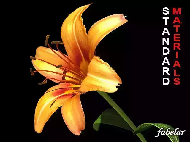 Lilium Davidii Std Mat