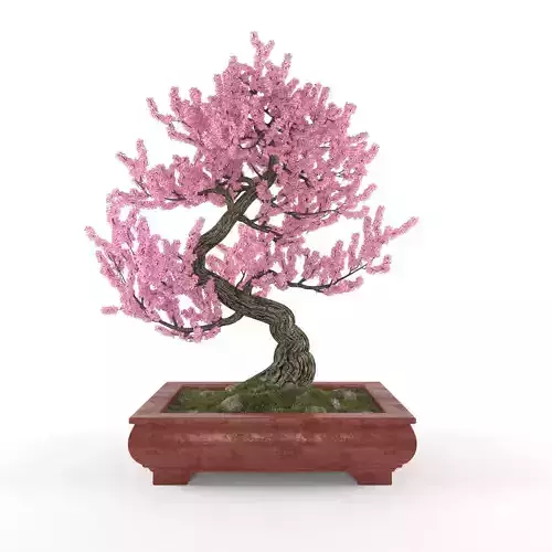 Sakura bonsai