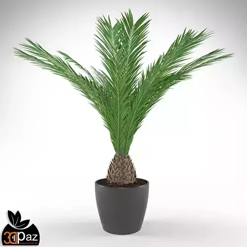 Cycas palm tree in pot