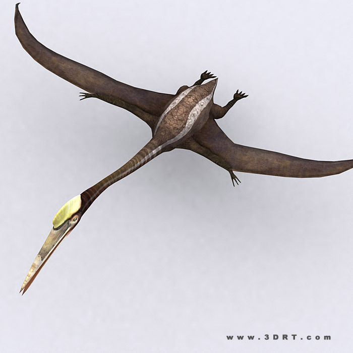 3DRT - Dinosaurs - Quetzalcoatlus Low-poly 3D model_1