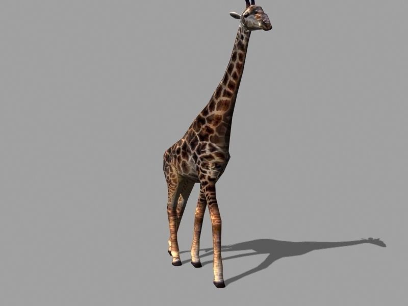 Superb Low-Poly Giraffe - 3d model Low-poly 3D model_12