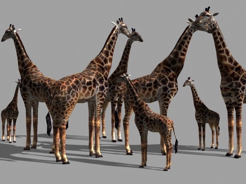 Superb Low-Poly Giraffe - 3d model Low-poly 3D model_14
