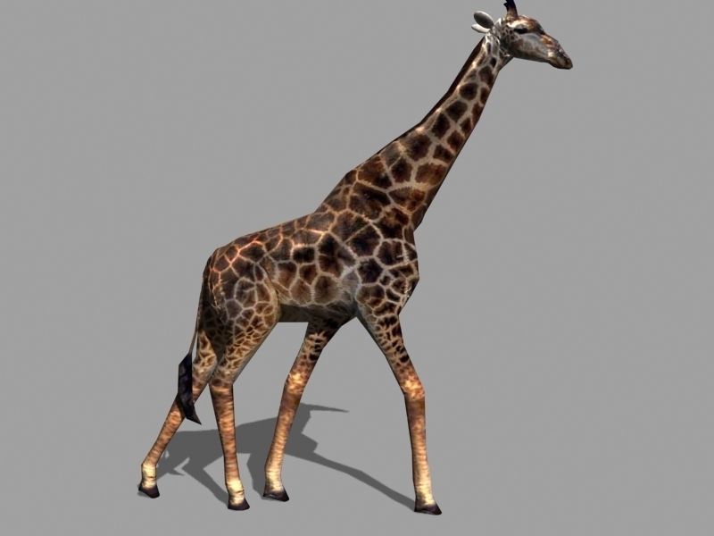 Superb Low-Poly Giraffe - 3d model Low-poly 3D model_11