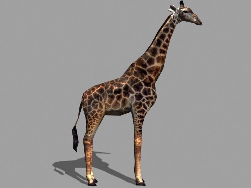 Superb Low-Poly Giraffe - 3d model Low-poly 3D model_3