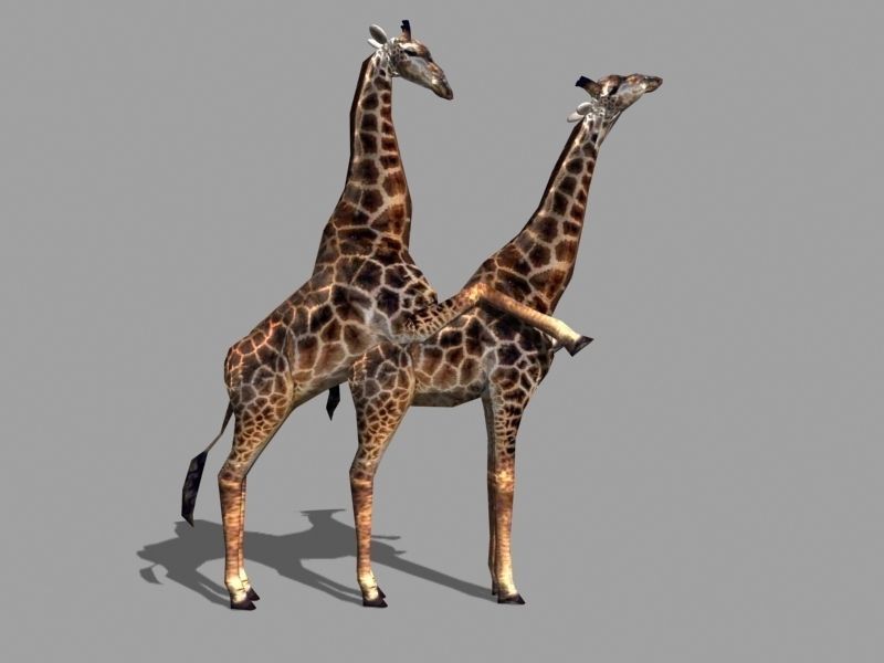 Superb Low-Poly Giraffe - 3d model Low-poly 3D model_15