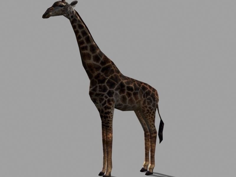 Superb Low-Poly Giraffe - 3d model Low-poly 3D model_10