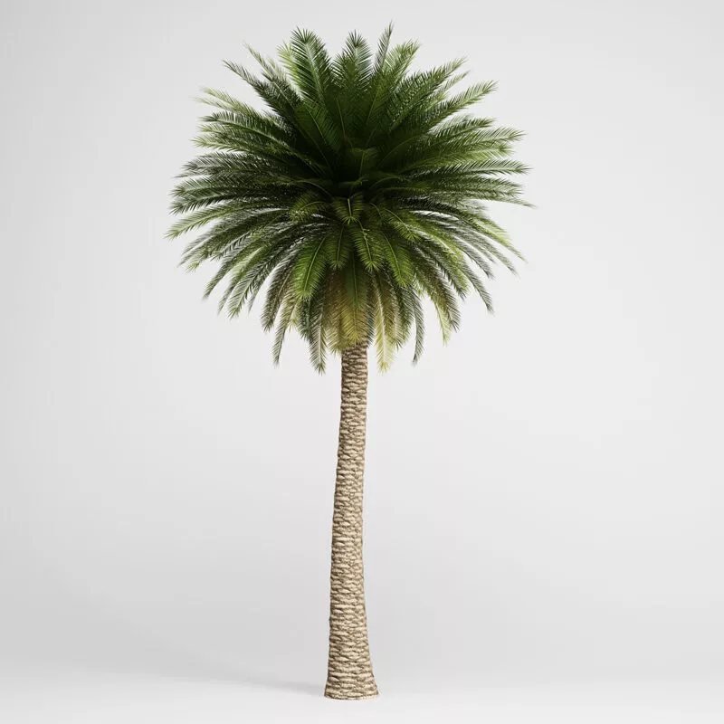 CGAxis Canary Island Date Palm 11 3D model