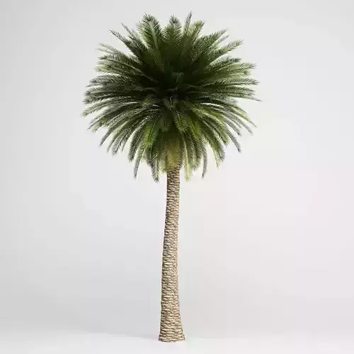 CGAxis Canary Island Date Palm 11