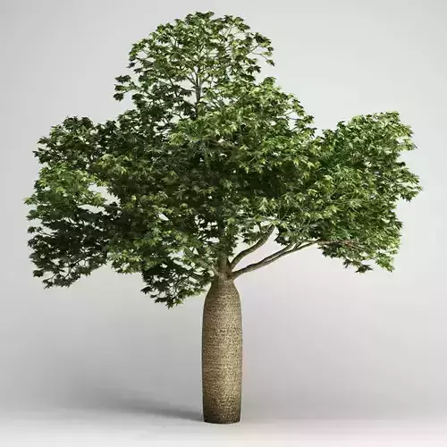 CGAxis Australian Boab 18