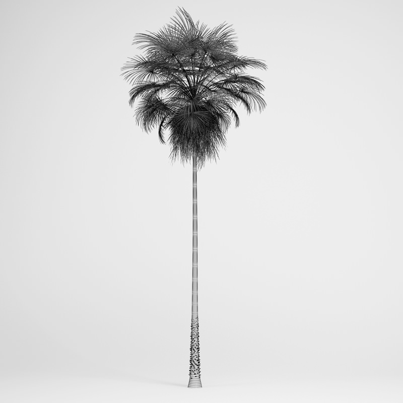 CGAxis Mexican Fan Palm 10 3D model_1