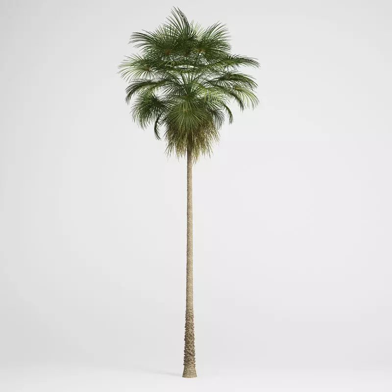 CGAxis Mexican Fan Palm 10 3D model_0