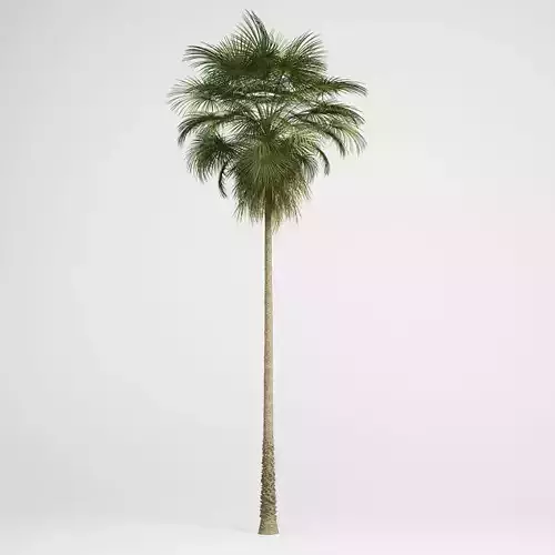 CGAxis Mexican Fan Palm 10