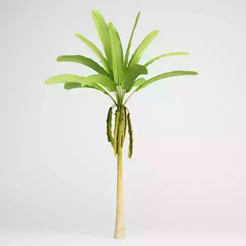 CGAxis Banana Tree 16