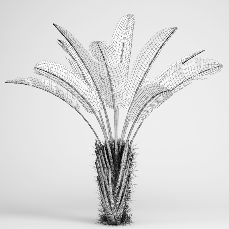 CGAxis Wild Banana Tree 08 3D model_1