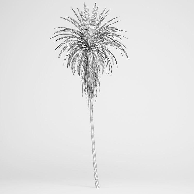 CGAxis Mountain Cabbage Tree 14 3D model_1
