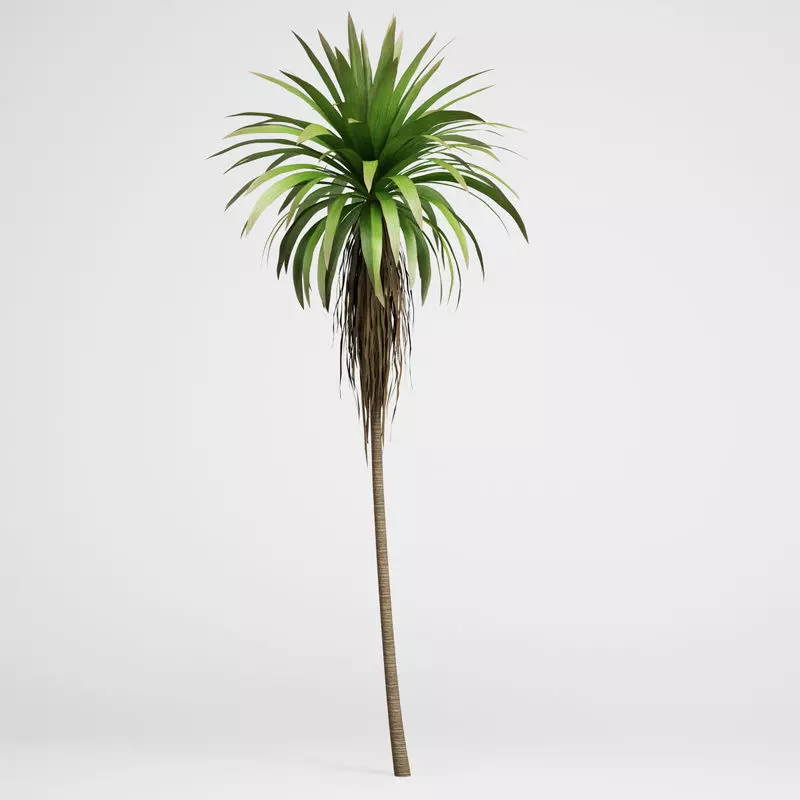 CGAxis Mountain Cabbage Tree 14 3D model_0