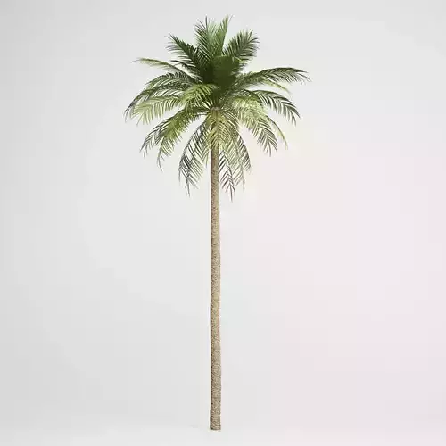 CGAxis Date Palm 03 3D model
