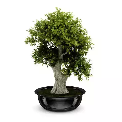 Bonsai Tree 3D model
