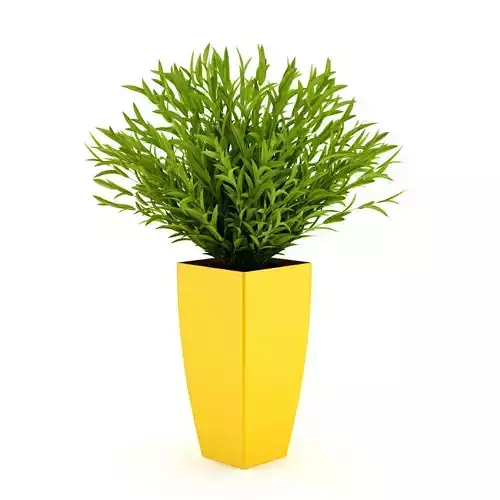 Potted plant