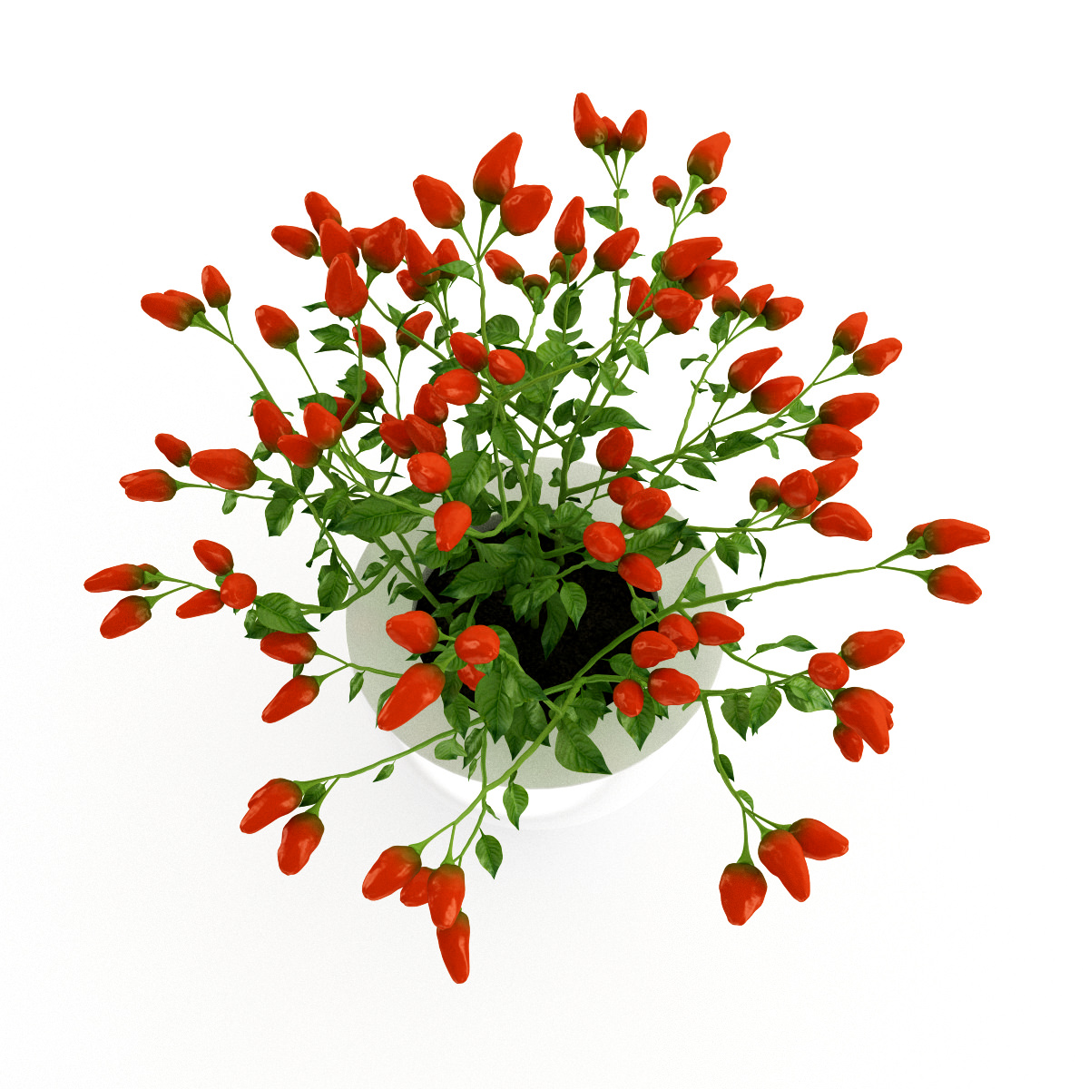 Paprika Plant 3D model_2