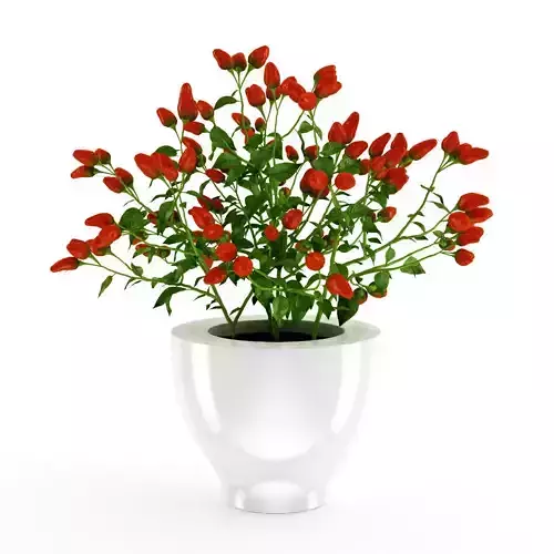 Paprika Plant