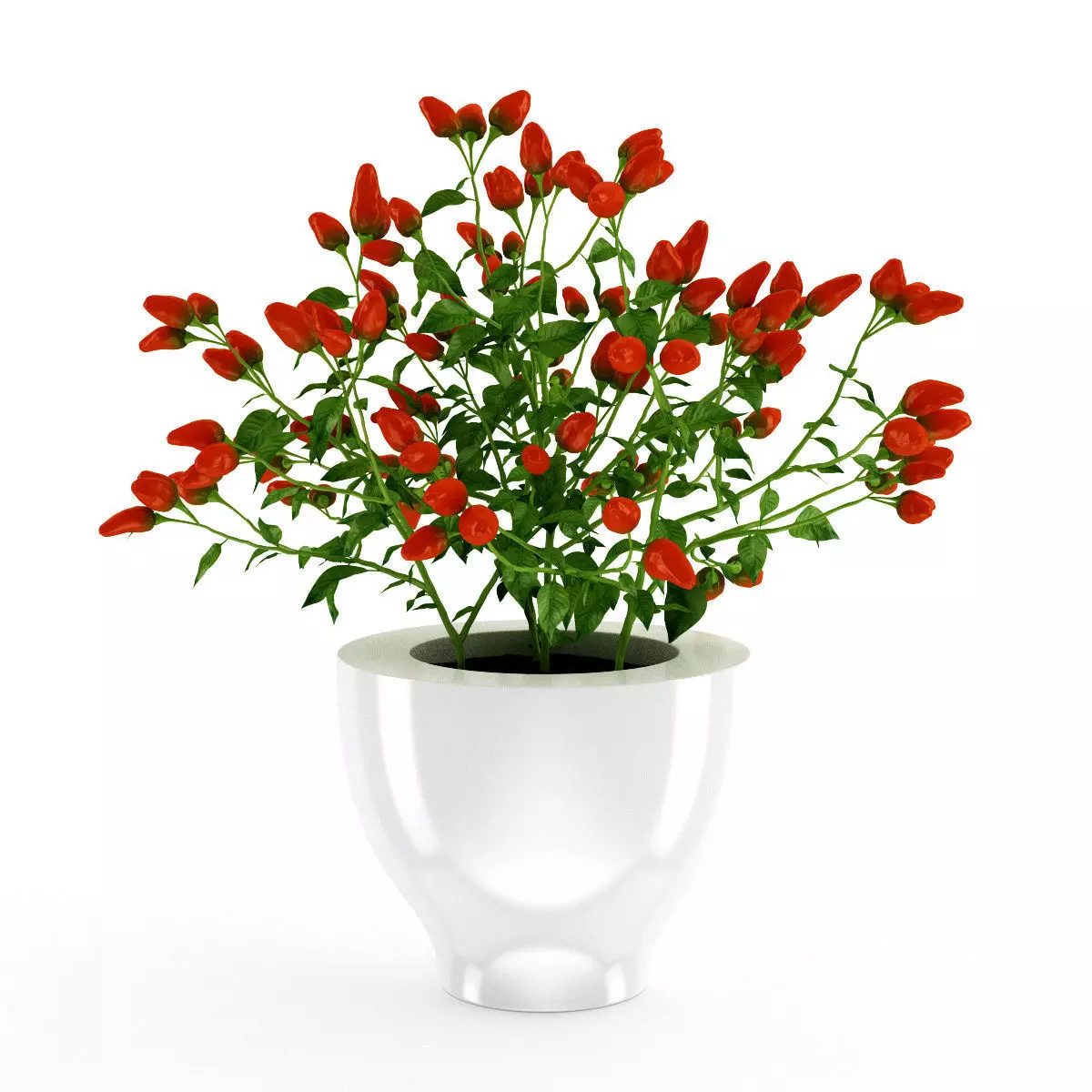 Paprika Plant 3D model_0