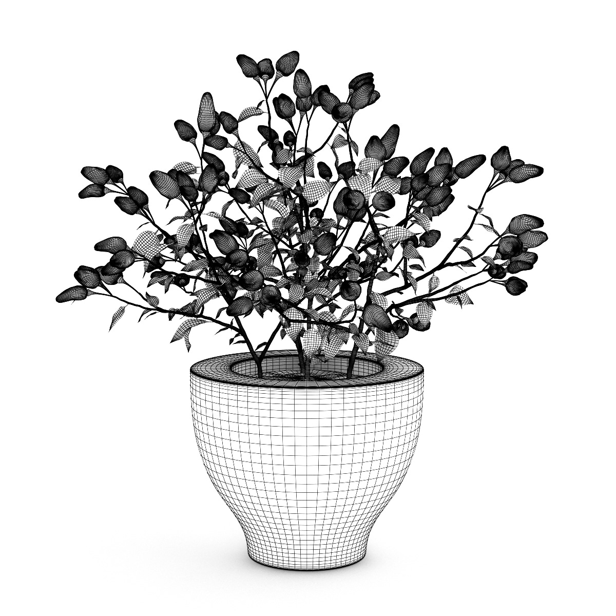 Paprika Plant 3D model_1