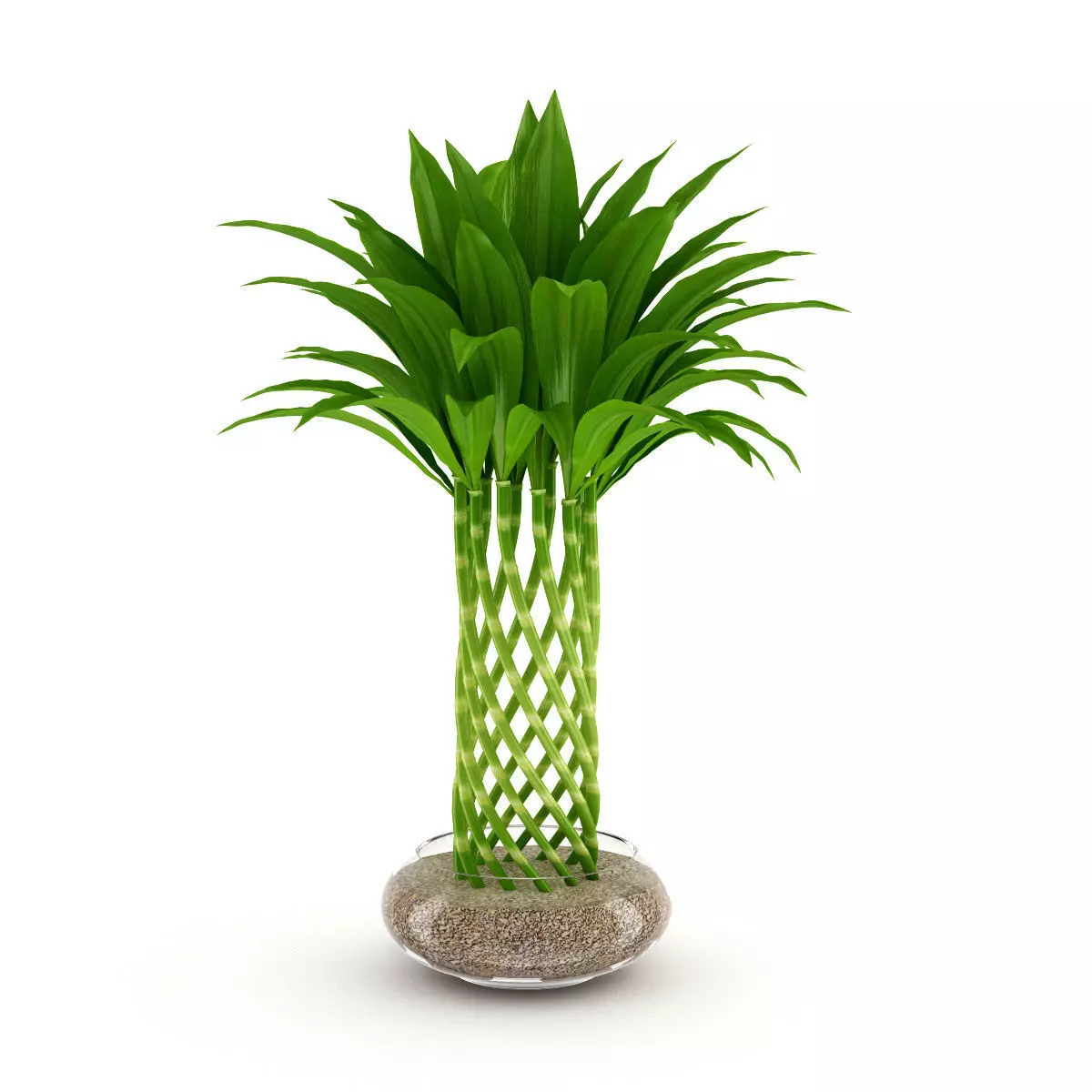 Bamboo Plant 3D model_0