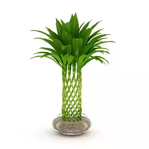 Bamboo Plant 3D model