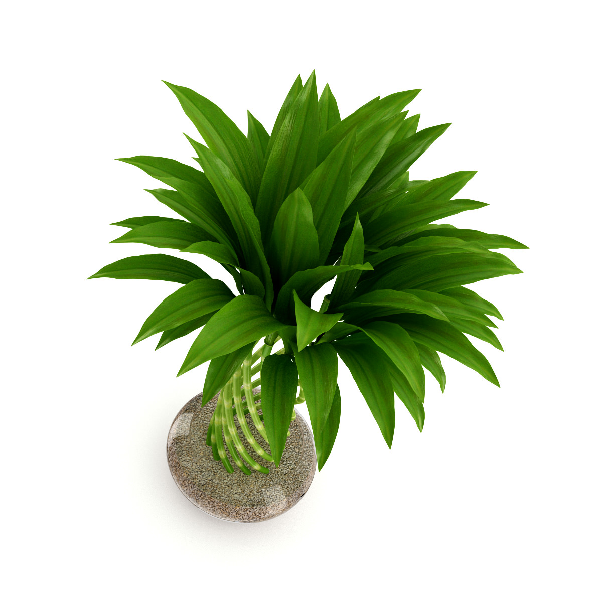 Bamboo Plant 3D model_2