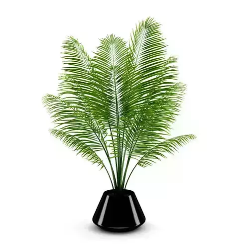 Potted Palm