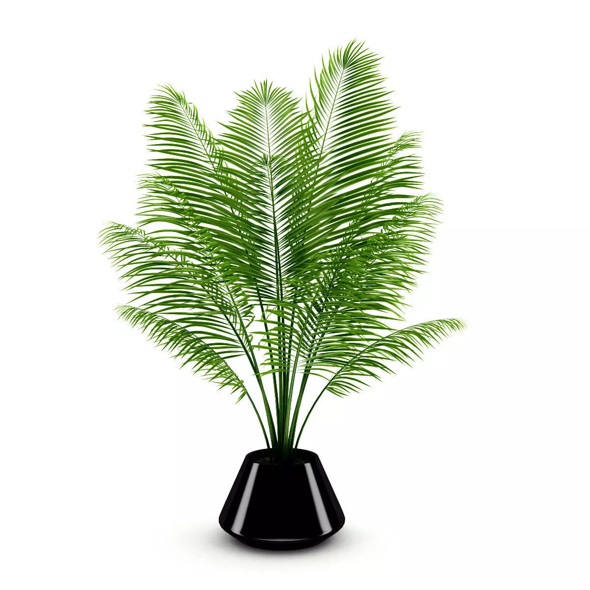 Potted Palm 3D model_0