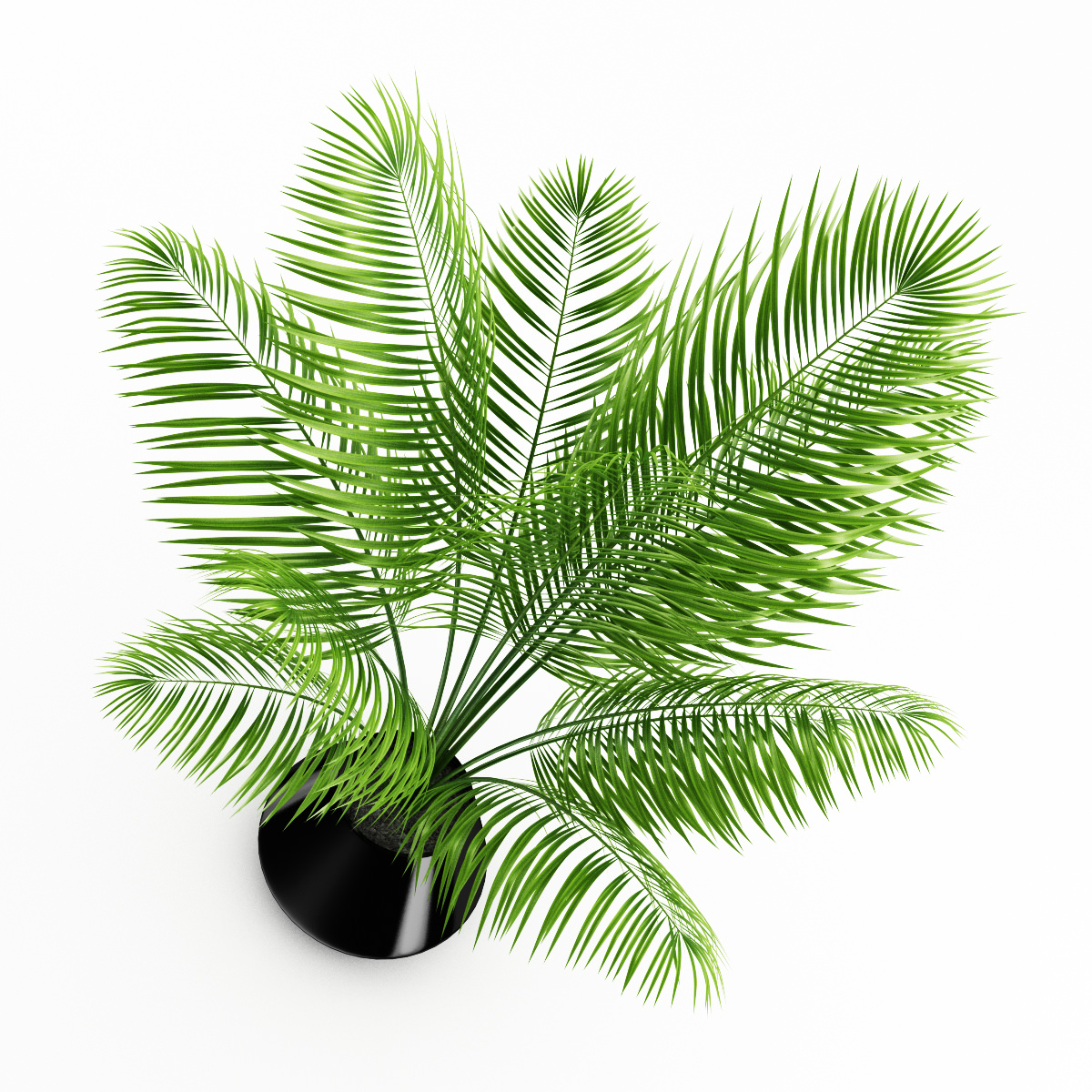 Potted Palm 3D model_2